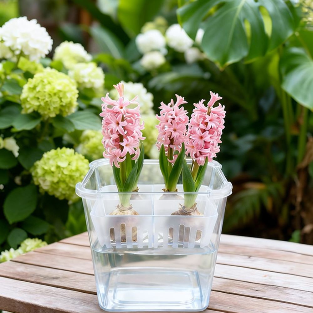 Plant Pot - Hydroponische Vase für Tulpen- und Lilienzwiebeln,