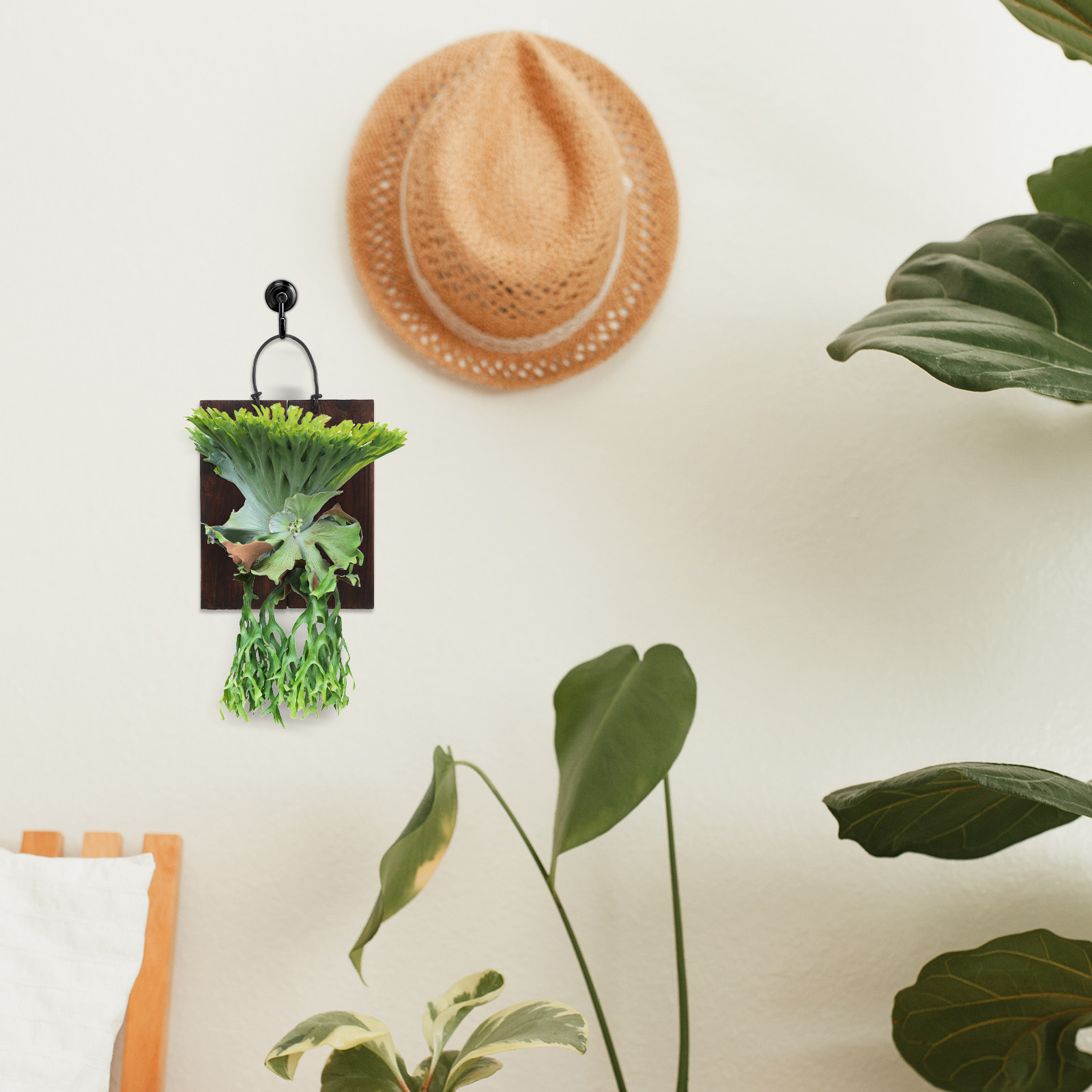Montageplatte für Staghorn-Far – Vertical Planter Bewertung und Preis